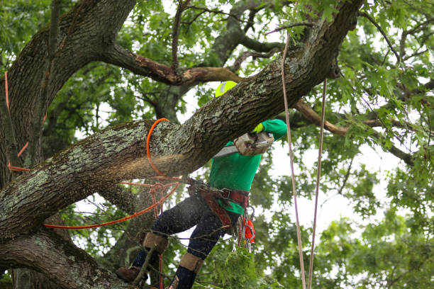 Waynesboro, TN Tree Removal Services Company